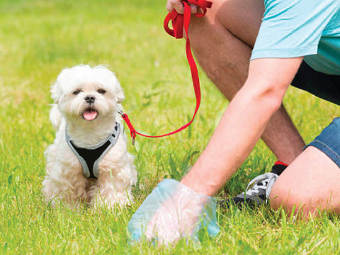 Zeo-Go is the Solution to Dog Poo Pollution
