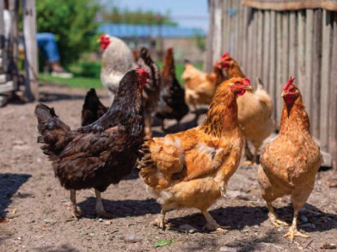 Chickens, Vegetable Gardens and Heavy Metal Contamination