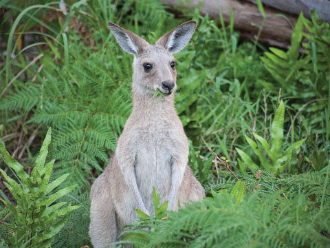 Why Bring Zeo-Go on Your Bushwalks?