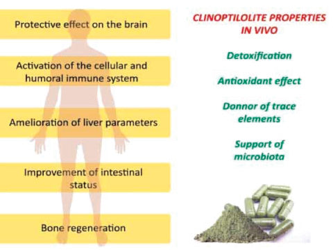 Critical Review on Zeolite Clinoptilolite Safety and Medical Applications in vivo
